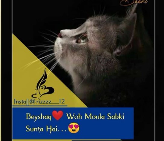 😻💞Q𝕦€€ñ Àℝ$h😻💞 tweet media