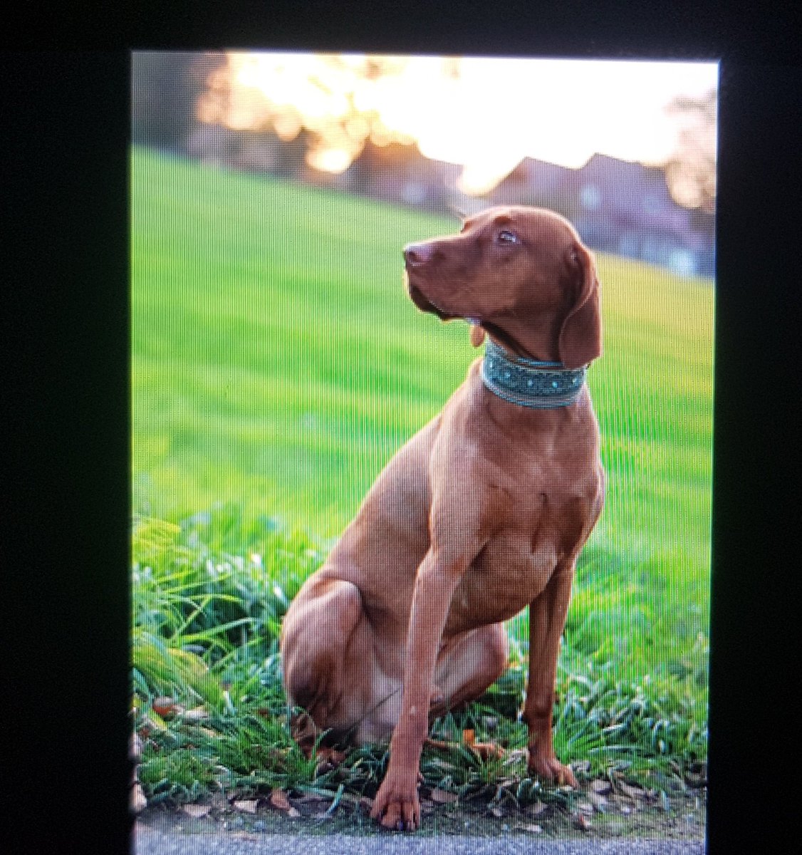 remaininlullaby's tweet photo. dieser hund hat /so/ viel verschuss, aber glaube dafür wars ganz okay ♡ #outofcam #doggocontent https://t.co/zHPmqekjQz