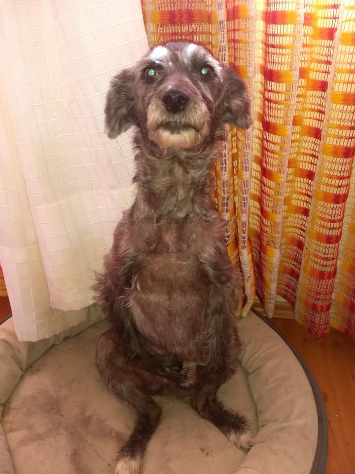 OMEYOCANAC's tweet photo. Muchas gracias 👼 angelitos, estos días han sido muy alegres....
En le refugio, ha llegado el alimento, y gracias al apoyo del día de ayer, ABONAMOS EL FALTANTE DE LA RENTA DEL REFUGIO de 🏡$ 5,030 del mes de Octubre y LOGRAMOS 🍖 10 BULTOS DE ALIMENTO con sus 🐾 PATITAS AMIGAS🐾 https://t.co/G5LDNtcznT