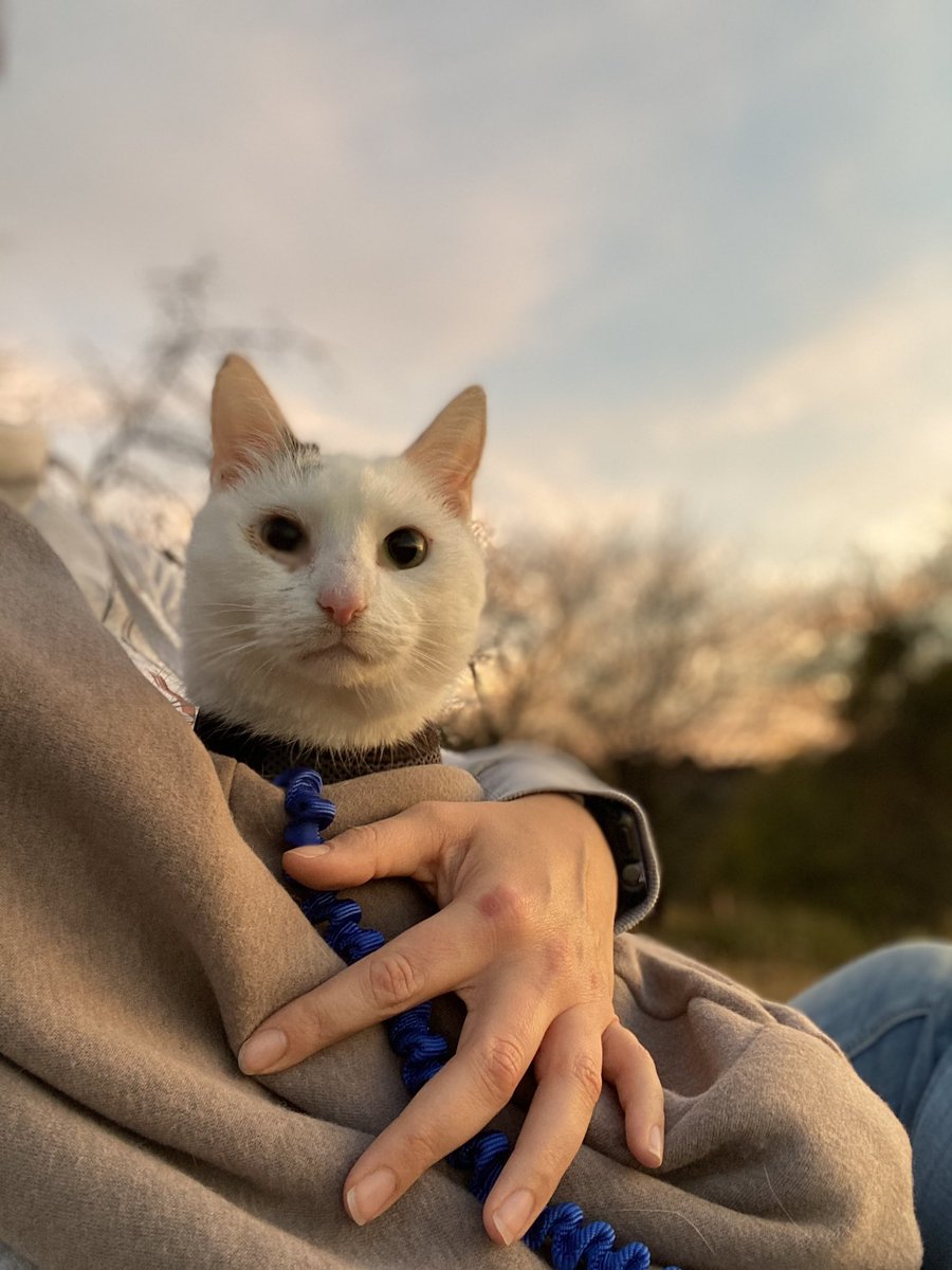 Katzenausflug 💖 Kleiner Herbstspaziergang im Sonnenuntergang...