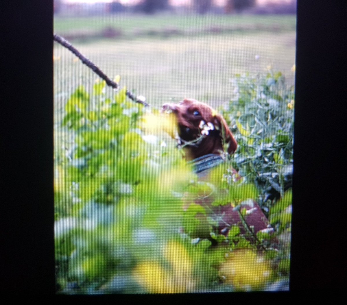 remaininlullaby's tweet photo. dieser hund hat /so/ viel verschuss, aber glaube dafür wars ganz okay ♡ #outofcam #doggocontent https://t.co/zHPmqekjQz