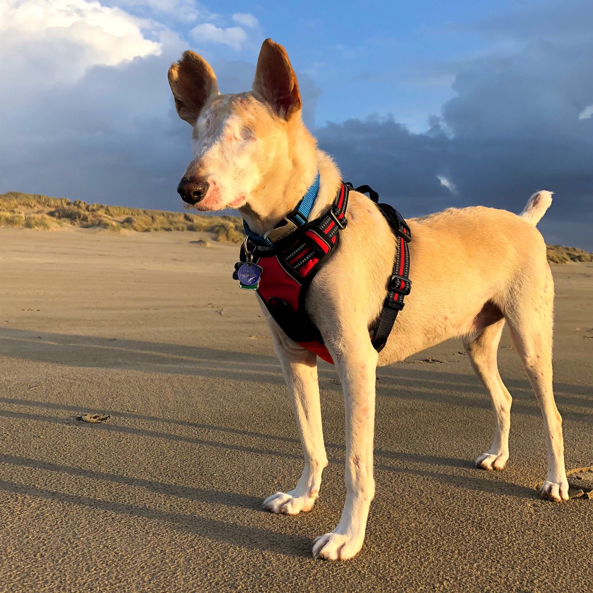 It’s a beach day for Cabo!!!! He loves how he can run free!