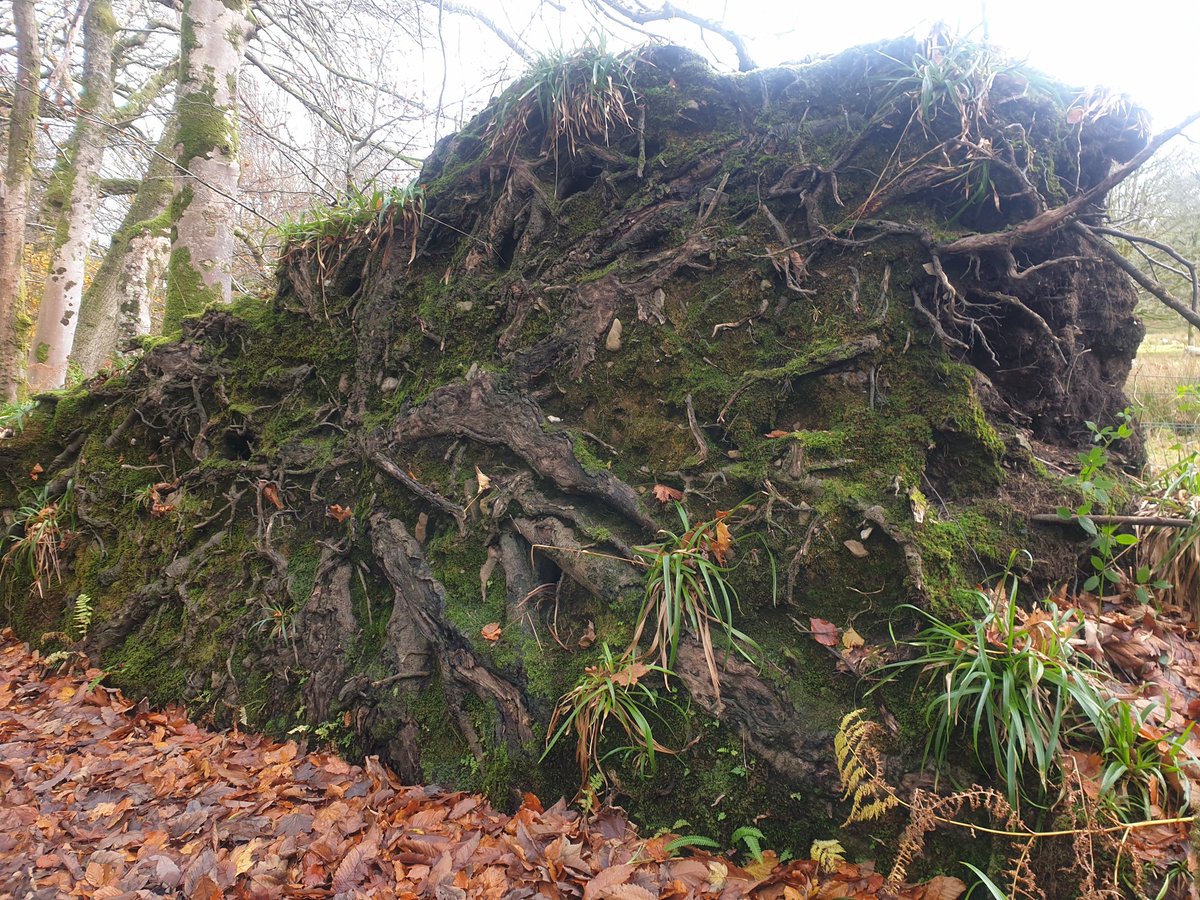TheCemetress's tweet photo. Perfect home for our little bugs #roots #bugsworld #bugscity #treesneverstopgiving 🖤🌲🐜 https://t.co/47DWP40nQj