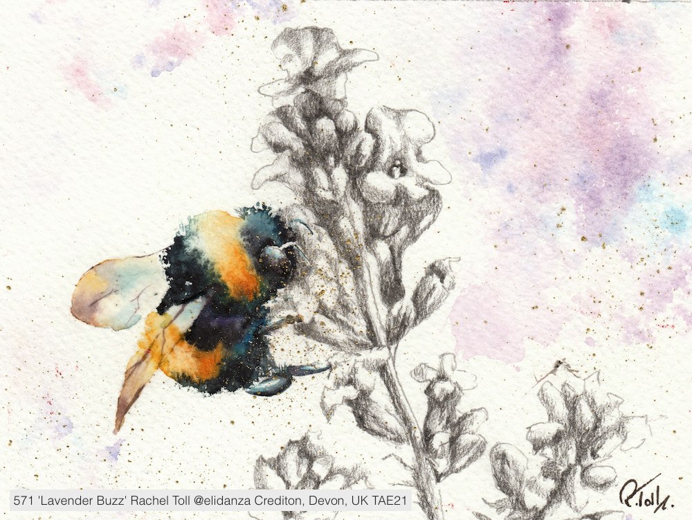 Exquisite! Thank you Rachel Toll <a href="/elidanza/">Rachel Toll</a> for this delicate watercolour 'Lavender Buzz' you have donated for #TAE21. Lovely to have you back with us again this year supporting <a href="/L_I_N_C/">Ringo Mtisi</a> #ArtonaPostcard #TAEPostcards #CharityArtSale