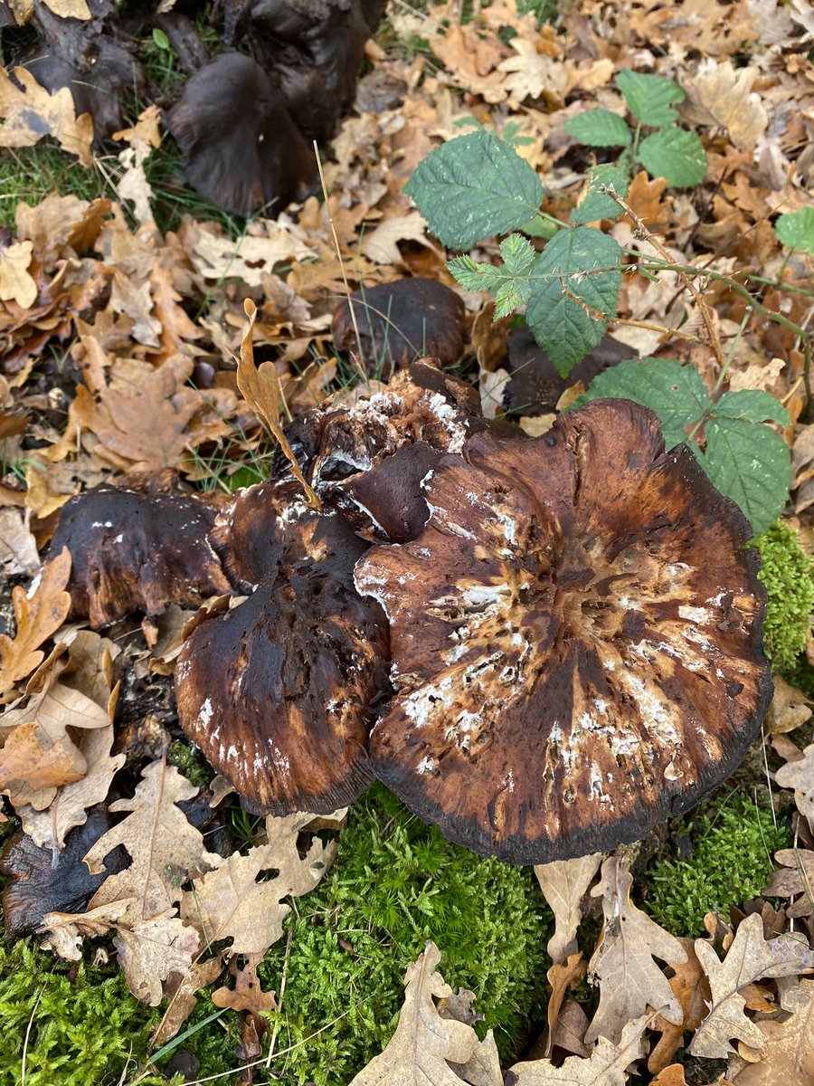 HeleenVink's tweet photo. Resultaat van een prachtige boswandeling #herfst @Prattenburg https://t.co/AKqessYn6a