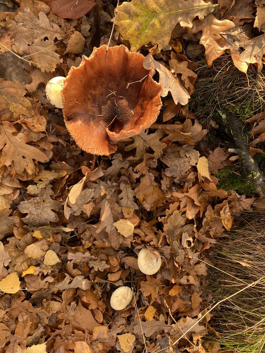 Resultaat van een prachtige boswandeling #herfst @Prattenburg