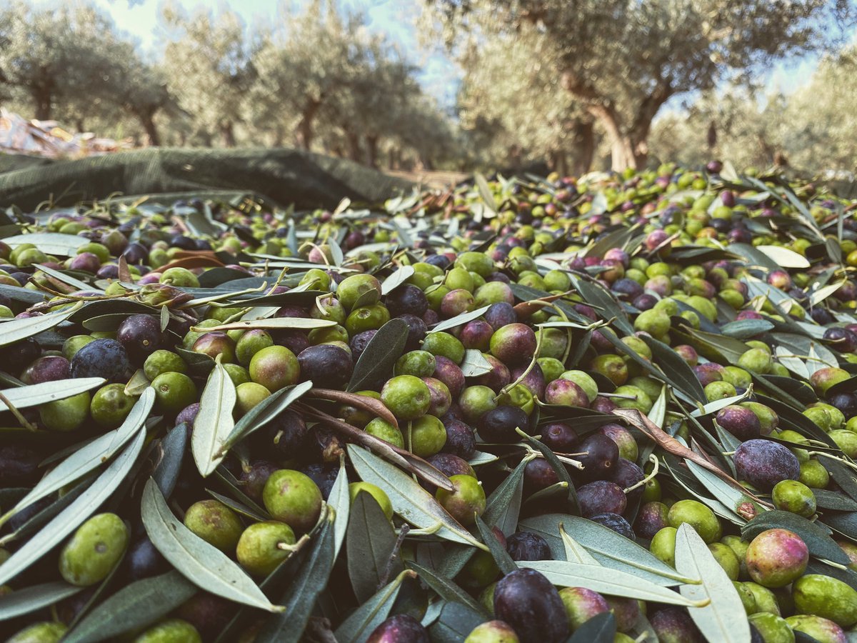 CantineMucci's tweet photo. #extraverginoliveoil #abruzzo #cantinemucci #oliveharvest https://t.co/0myGJZv97T