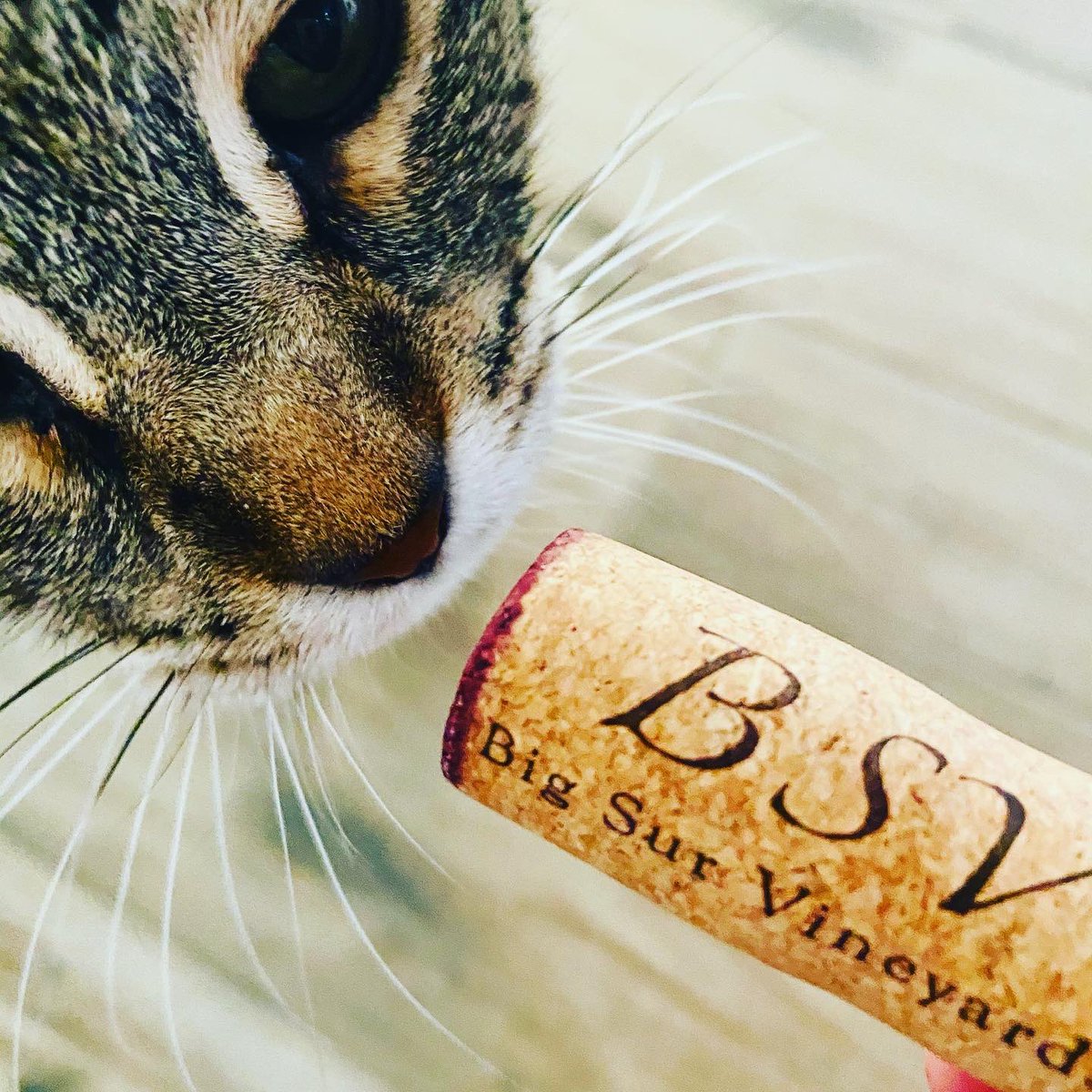 RedWineCats's tweet photo. Happy, peaceful #Caturday 😽🍷 https://t.co/QZaE27tygi