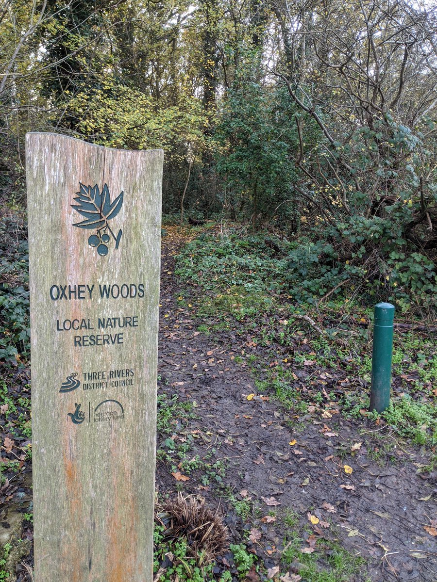 10/ Oxhey Woods had long been a place of solace for Londoners as this 1915 London Underground poster by Edward McKnight Kaffer suggests. Local government has preserved and enhanced them.