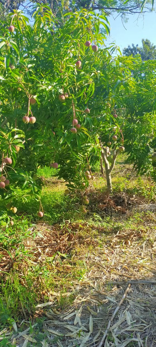 ImaitaRaphael's tweet image. Support tree farmers start value addition initiatives through #innovativevolunteerism to cut wastage &amp;amp; increasing yields shelf life, no exploitation by brokers, job &amp;amp; wealth creation #EBAFOSA #TreesForBetterlives #ClimateAction #SDGs @RichardMunang @SDGaction @unredd @KCV_Kenya