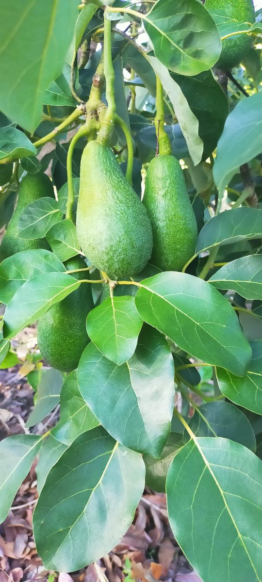 ImaitaRaphael's tweet image. Support tree farmers start value addition initiatives through #innovativevolunteerism to cut wastage &amp;amp; increasing yields shelf life, no exploitation by brokers, job &amp;amp; wealth creation #EBAFOSA #TreesForBetterlives #ClimateAction #SDGs @RichardMunang @SDGaction @unredd @KCV_Kenya