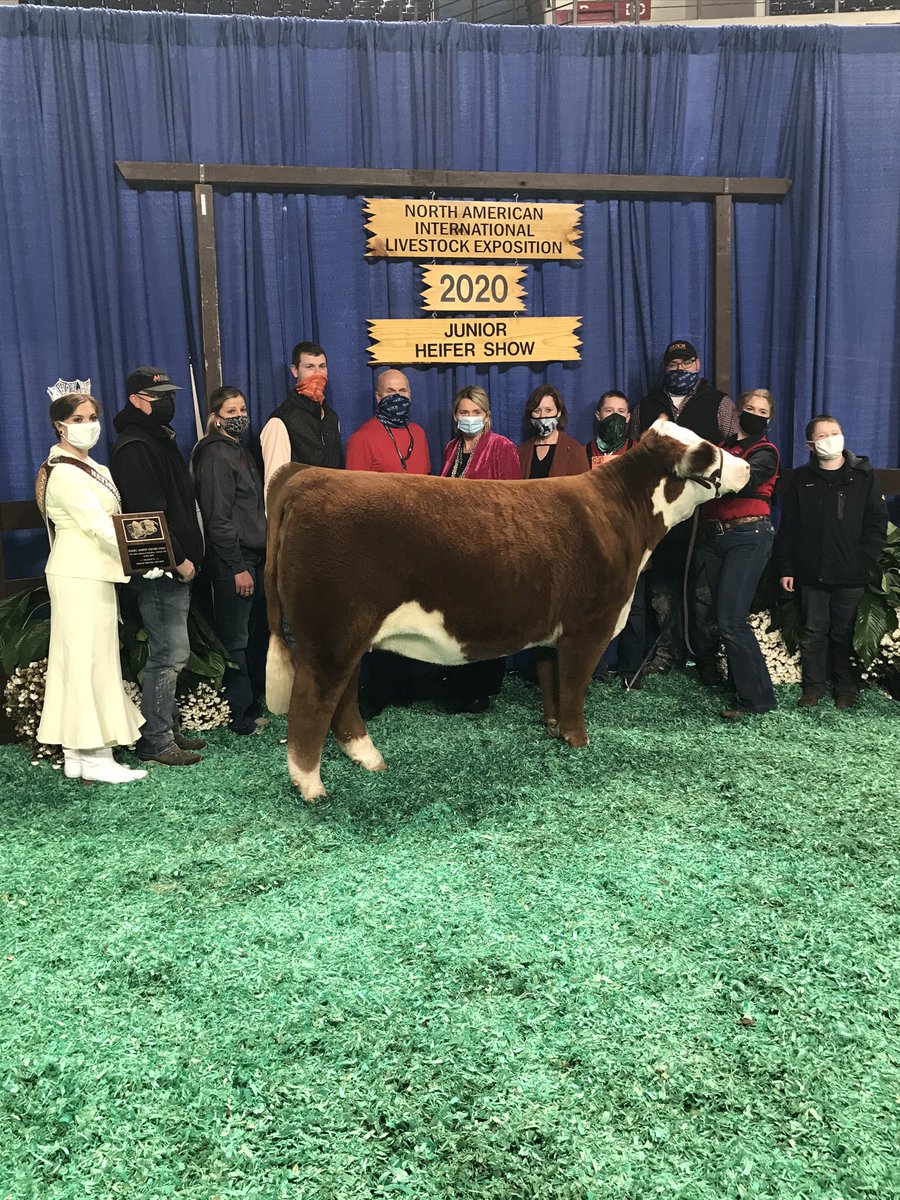 Badgers sweep 2020 NAILE JR Hereford show. Lauren May, Mineral Point, WI had champion on Purple Iris 145G ET, by 2296. Lauren Jones, Darlington, WI had reserve on DelHawk Callen 48G ET by CRR 109 Catapult 322.