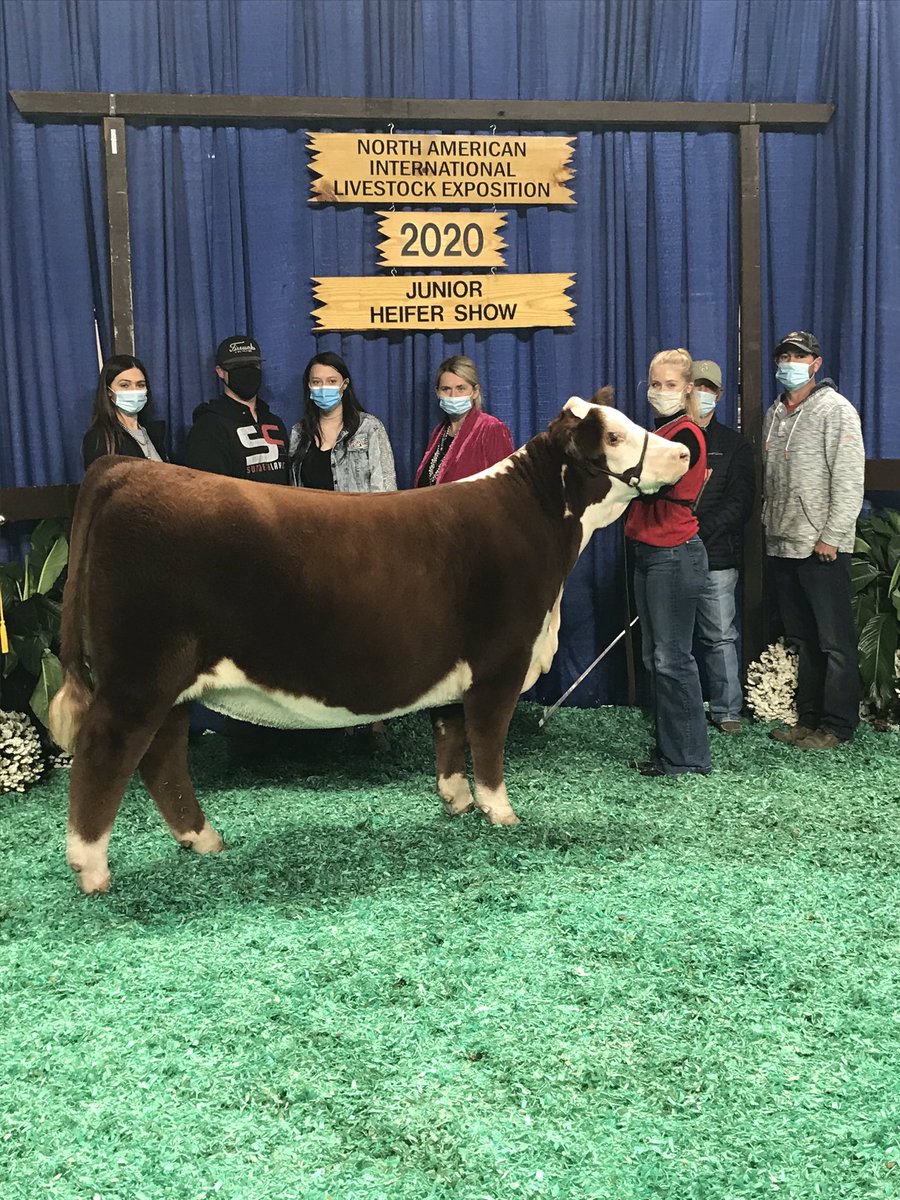 Fieldstaff5's tweet photo. Badgers sweep 2020 NAILE JR Hereford show. Lauren May, Mineral Point, WI had champion on Purple Iris 145G ET, by 2296. Lauren Jones, Darlington, WI had reserve on DelHawk Callen 48G ET by CRR 109 Catapult 322. https://t.co/Mj9u1UKa7z