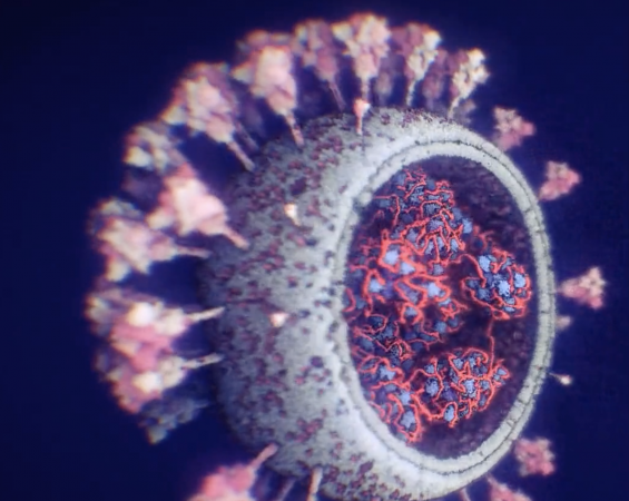 eluniversocom's tweet photo. Así luce el coronavirus, científicos revelan su estructura interna ► https://t.co/zi5zf8ZpHY https://t.co/gXmn93Vl6t