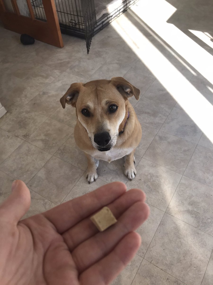 livtis's tweet photo. @justice_arman I think we have the same dog lol https://t.co/XUQvpmwb1c