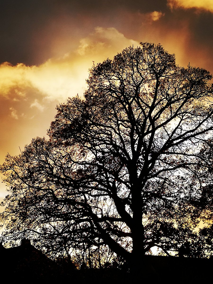 SusannahHarpham's tweet photo. When the leaves have gone. Beautiful silhouettes @NFUCountryside @visitsedbergh @BBCCountryfile @SedberghSchool @farfieldmill #trees #SaturdayVibes #SaturdayMotivation #sunsets #photographylovers https://t.co/4wTamk19sq