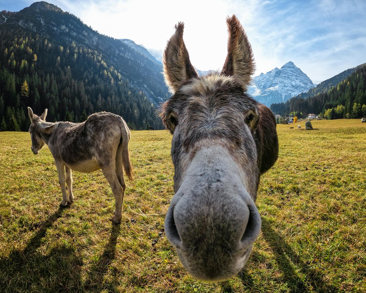 Photo of the Day: And in the mornin', I'm making waffles 🧇🐴 Francesco Pavan.