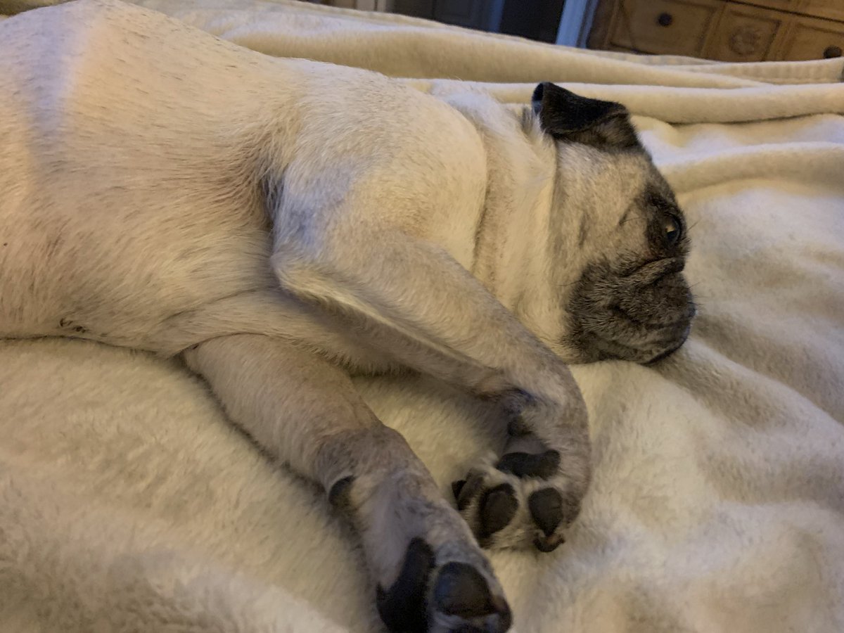 Pia_Pia_the_Pug's tweet photo. Pia Pia’s plans for today... #servicedog #veteranservicedog #retired #puglife #pugs #pugnation #puglove #lazy #love #Saturday #Florida #donotdisturb #adorable #precious #lazyday #weekend #weekendplans #thattypeofday #bejealous #napping #restingeyes #vcapets #rescuedog #bigplans https://t.co/78ISuyiF4d