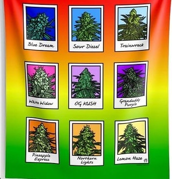 Rishhha_P's tweet photo. Wake and Bake! What's your favorite strain? #CAPPak #prettygirlssmoke #yourHIGHness #bluedream #OGKush #northernlights #marijuana #smallbusiness #weedlover #femaleentrepreneur #womenwhohustle #cannibisculture #cannabiscommunity #blackentrepreneur https://t.co/teurhXKEGD