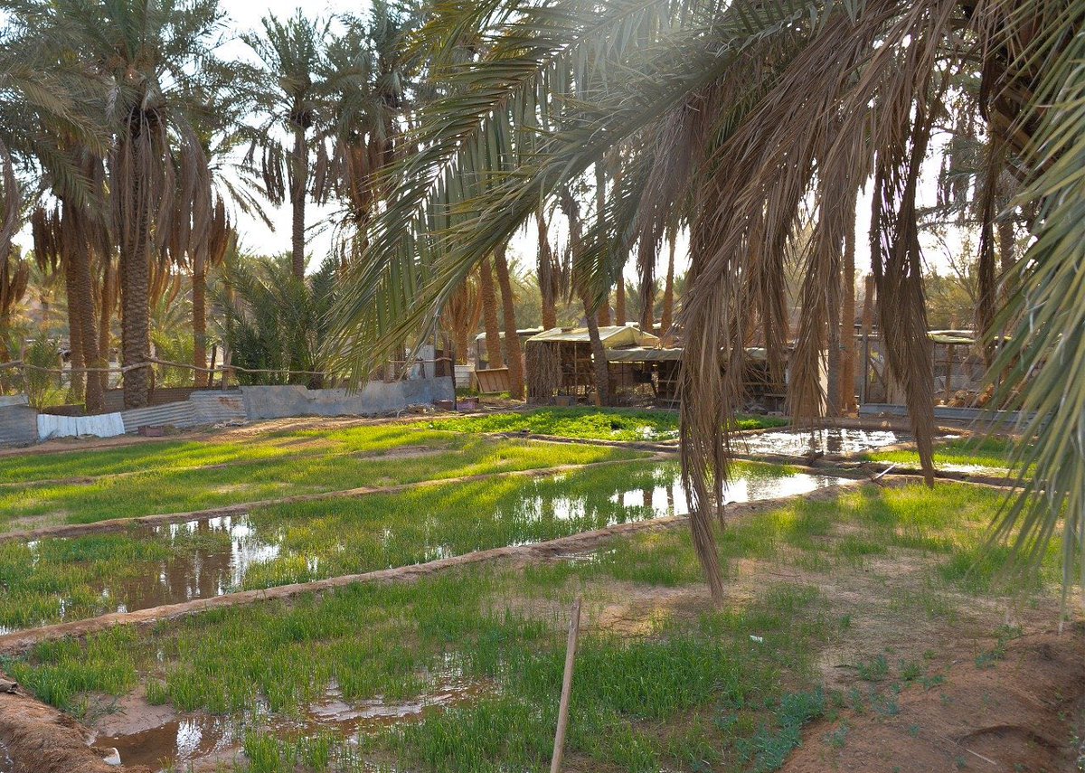 burydahprojects's tweet photo. أرياف #القصيم .. 

خضرة وماء وأجواء جذابة. https://t.co/ALGEE1aSlj