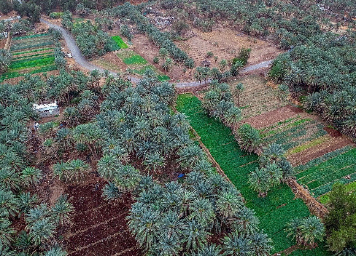 burydahprojects's tweet photo. أرياف #القصيم .. 

خضرة وماء وأجواء جذابة. https://t.co/ALGEE1aSlj