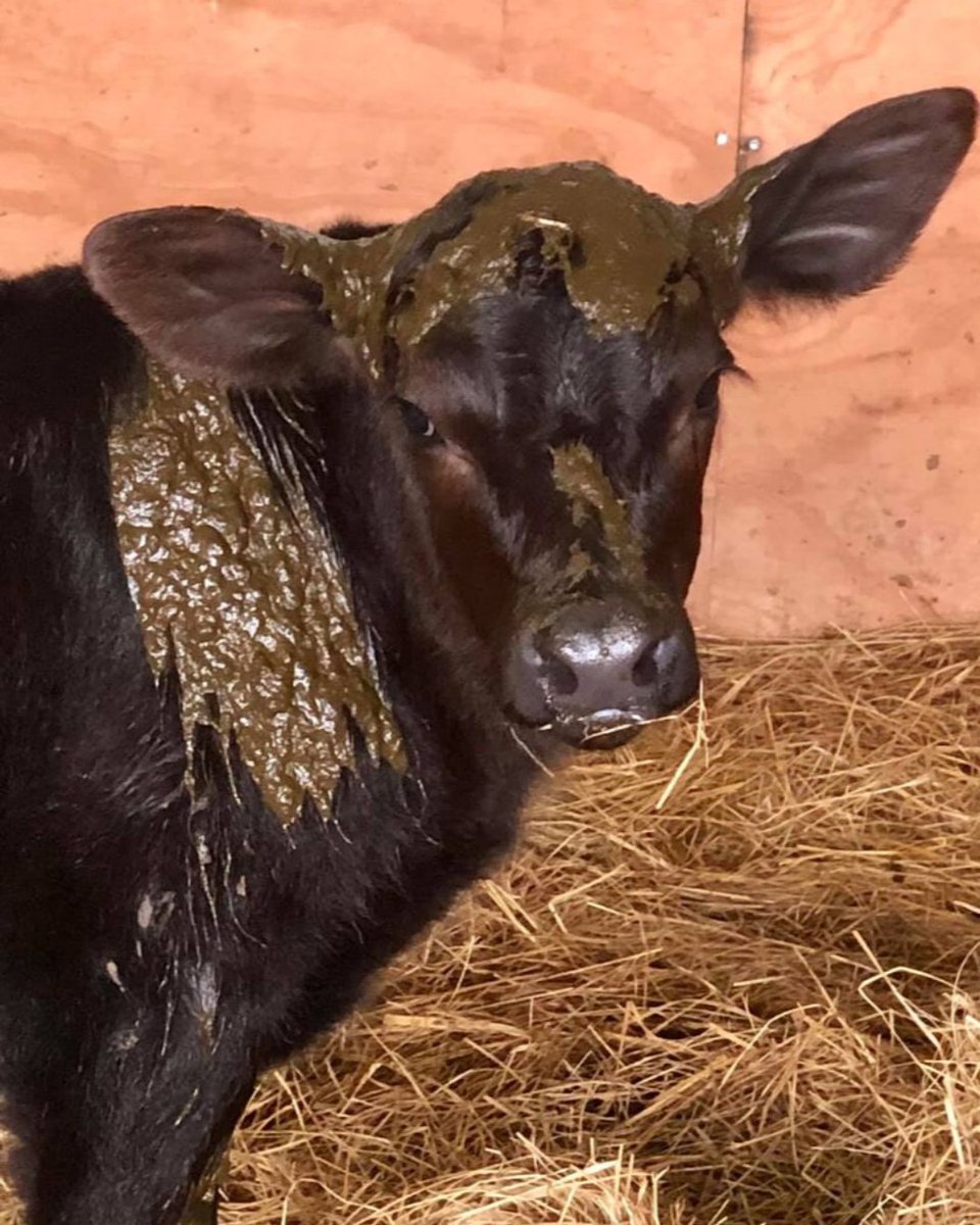 Caption this photo 😂 📸: Farm Life