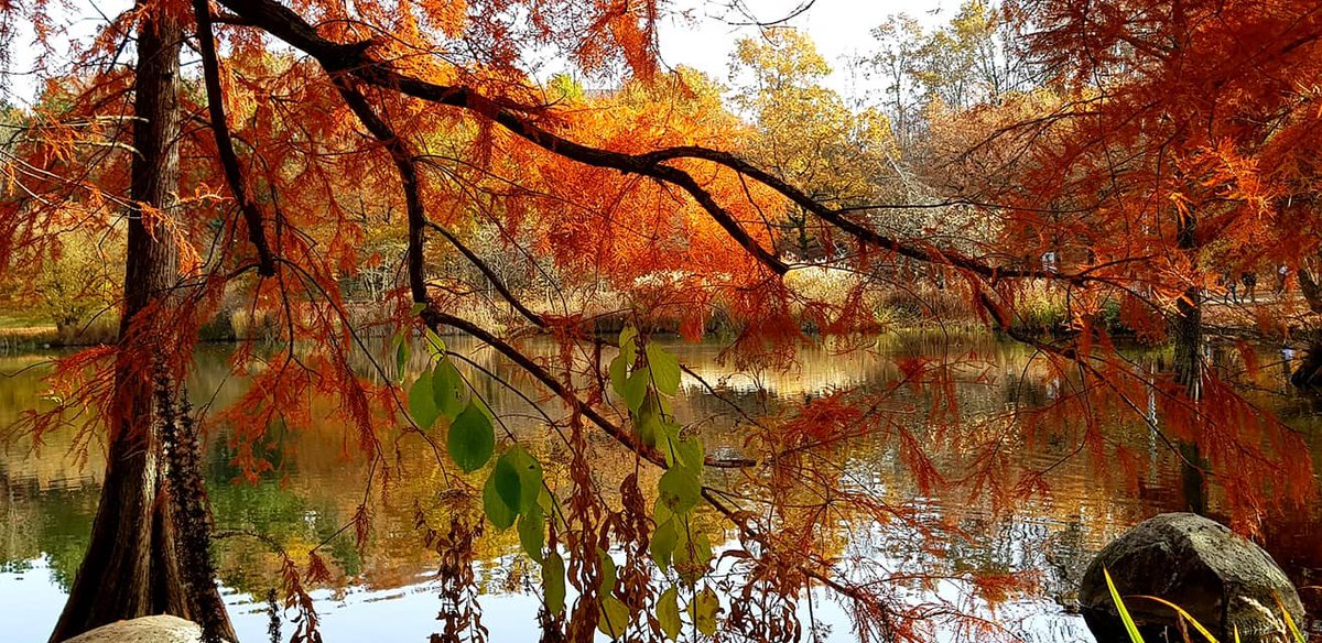 WauliMCH's tweet photo. @visioneitaliana Herbstfarben München Westpark https://t.co/VC4mZouLpT