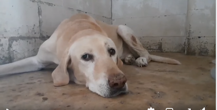 PrimalAwakening's tweet image. Bullseye (46086338) #PVASTX around 8 years old, has trouble walking and reacts painfully to neck/cervical manipulation, green nasal discharge. Foster Department. 956-330-3206 or email foster@pvastx.org Rescue Department. 956-605-9239/ email volunteer@pvastx.org #RESCUE #FOSTER