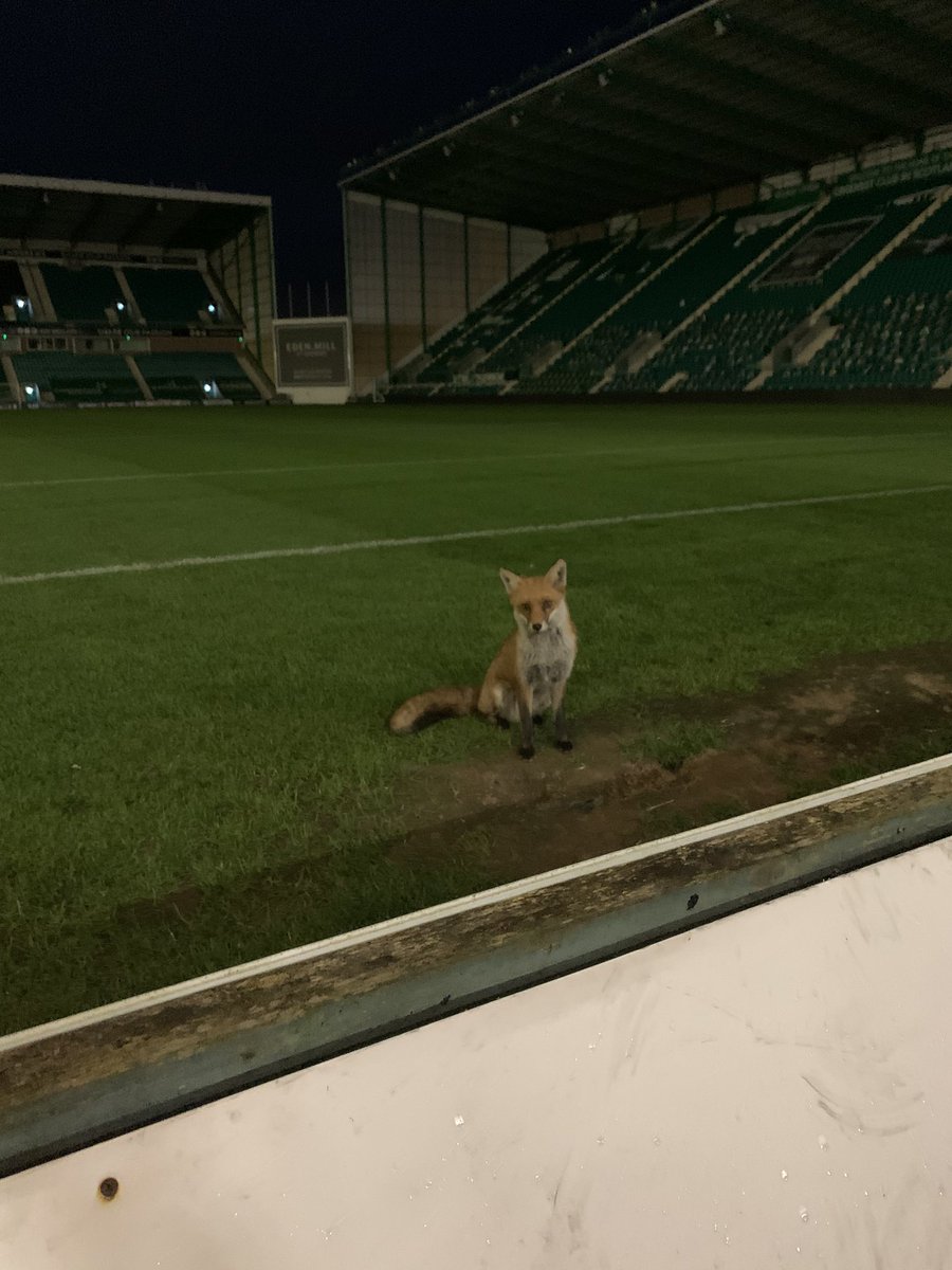 bentebbutt's tweet image. Latest in COVID regulations , having to use foxes on the crew instead of people . Michael J here though forgot his mask.