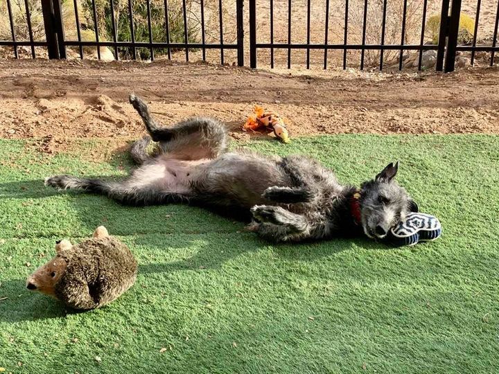 GaltxOrg's tweet photo. Skyler says: Just come rub my belly!  #Lurchers #FosterFailures https://t.co/MUIEXA8hoH