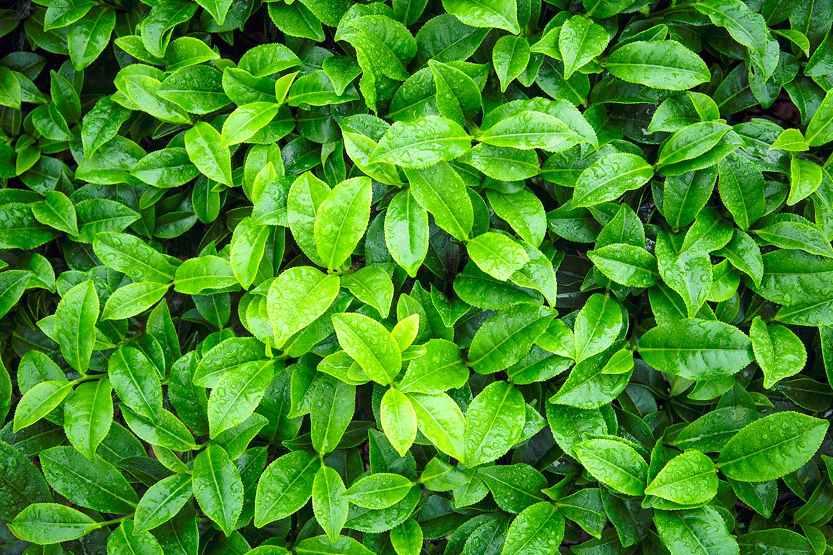 Gin_Cooperative's tweet photo. In our tenth episode of #BeautifulBotanicals we explore some of the wonderfully unique, rare & beautiful #botanicals in #ScottishGin. Next up, we talk Tea Leaves with @TobDistillery, makers of Tobermory #Gin - https://t.co/NtMT3YX1s5
📸TGC https://t.co/jrtCV2fEce
