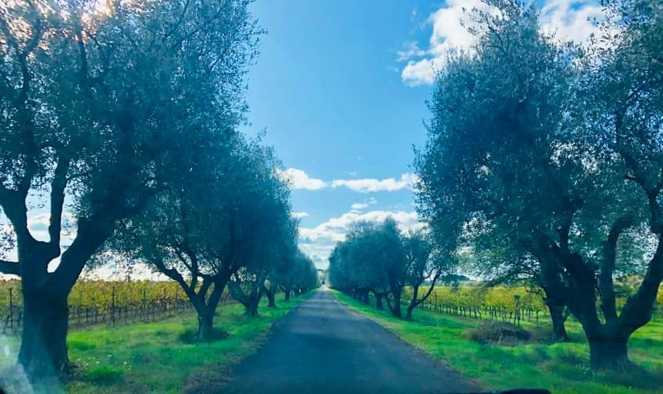 les_yeuses's tweet photo. En ce moment nous offrons les frais de port dès 200€ d'achat de vin. Tout les détails en MP ou en nous contactant via notre site https://t.co/CfkPqrdTb3 
On va tous s'en sortir avec le sourire sans masque 🙂 https://t.co/oRVESZHY9X
