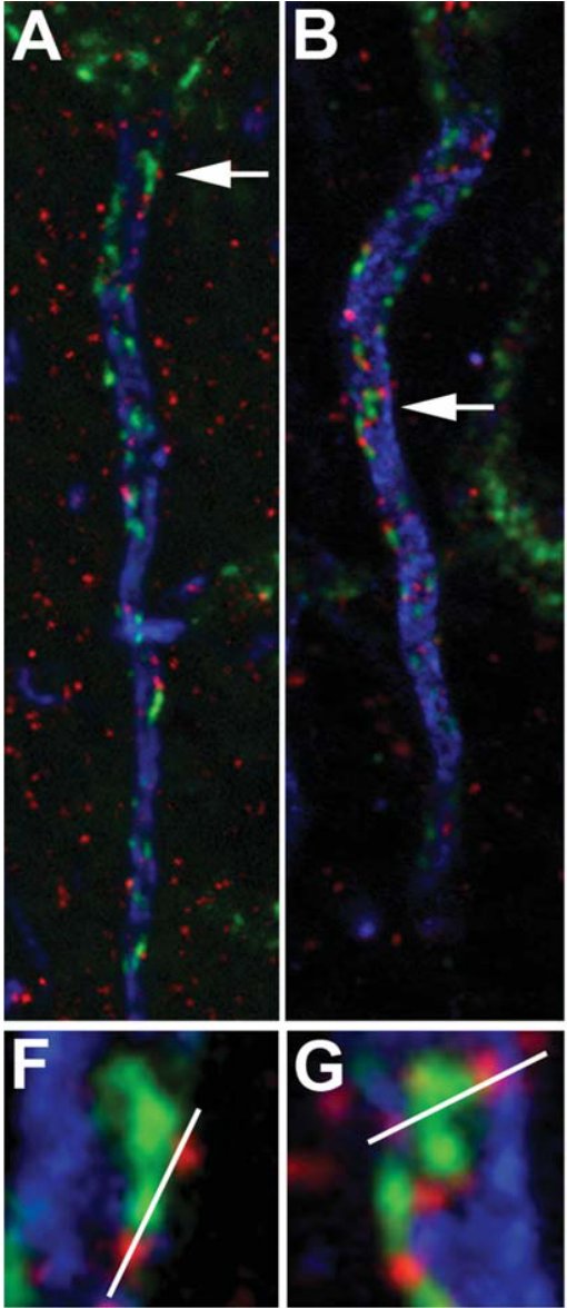 This extends to channels too, where groups have seen some exquisite localization of NaVs, Kvs & more. One that caught our eye was this result from the Trimmer lab, showing that gaps in ankyrin are packed with cool things, including RyRs