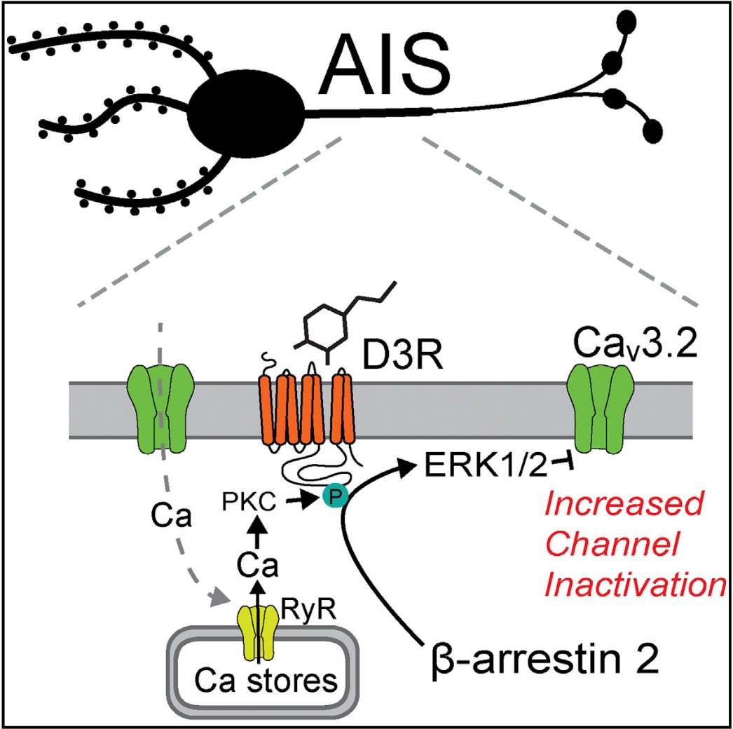 Previously, our lab has shown that dopaminergic modulation of CaV3 channels requires RyRs, so it made us wonder: are the CaV3s in those gaps too?