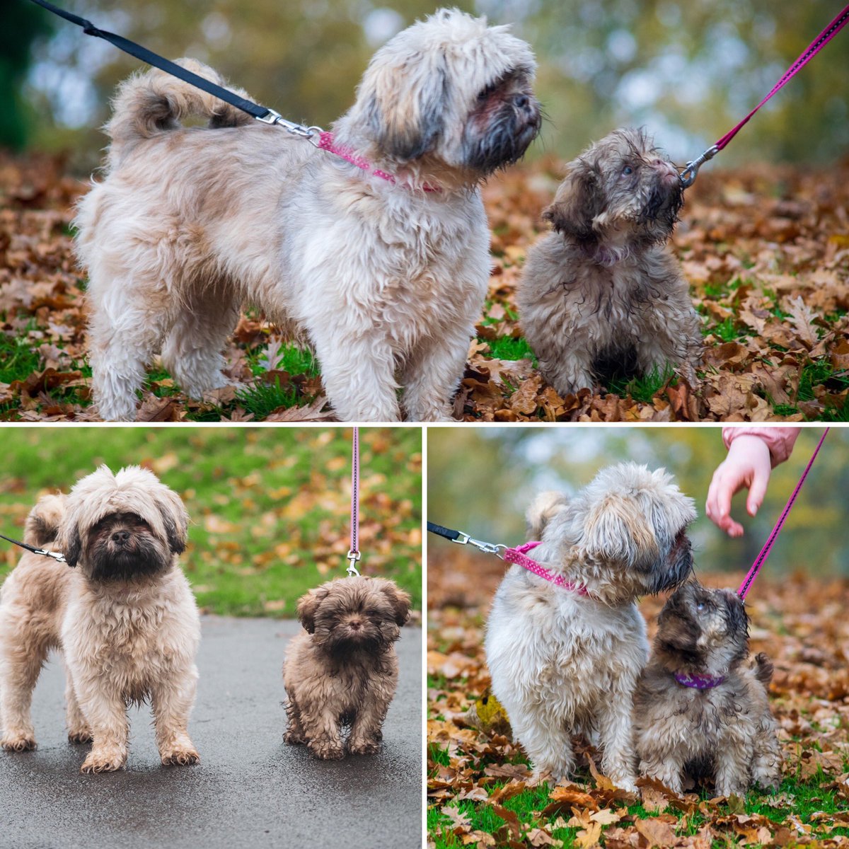 DRunnerPhotos's tweet photo. A trip to the South Park with @adventureswithdaisyx &amp; @adventureswithlolax  #photography #petphotography #shihtzusofinstagram #shihtzu #autumn https://t.co/asZ9NWAj7b