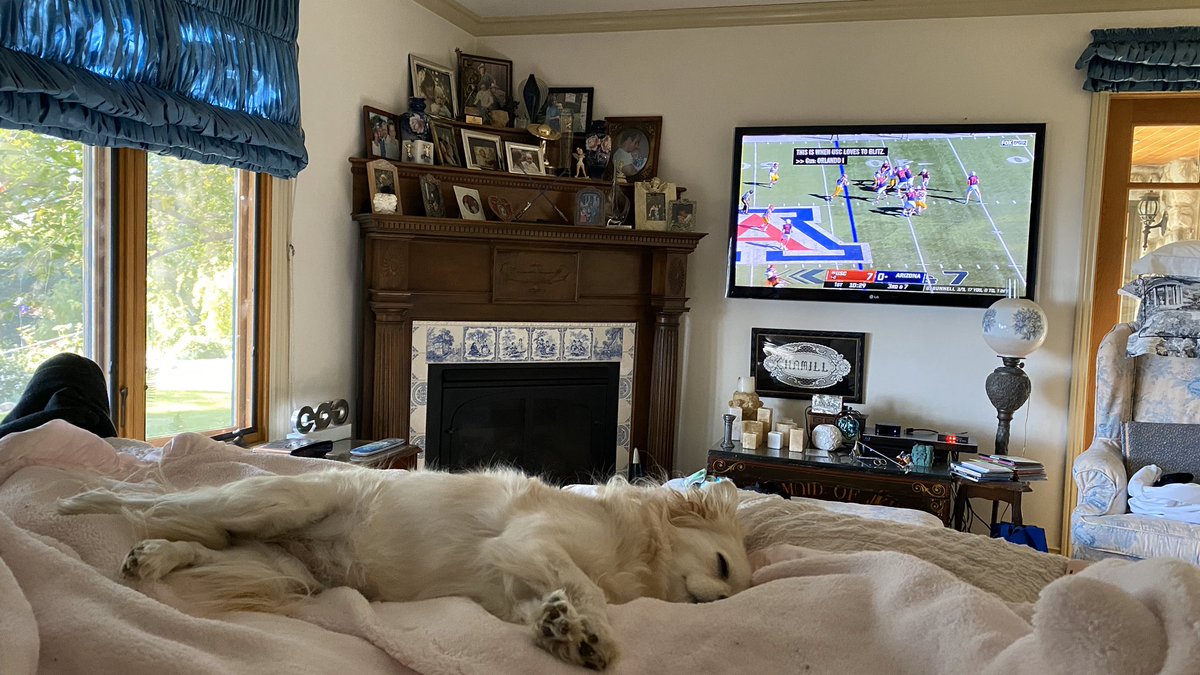 YAY sports 🏈 #MillHam #HamMab #RescuePups #DogsOfInstagram #SchmoopyDiaries #QuarantineQueens #QuarantineDiaries #USCFootball