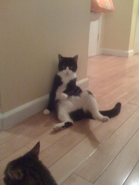 crescni's tweet photo. @ExorcistBishop How adorable! My cat would always sit like that too (RIP Figaro) https://t.co/8AaP44hLjN