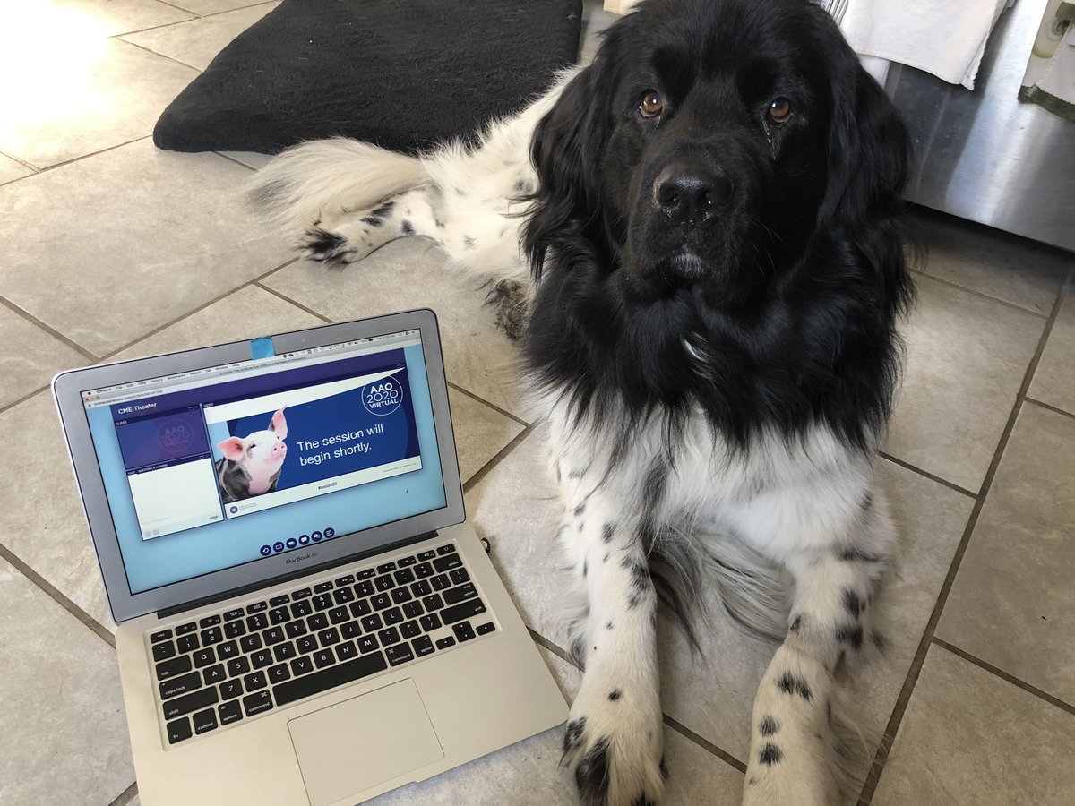 KoretzMD's tweet photo. #virtualmeeting Watch party with Angus the Landseer pup 😍 #aao2020 #aaoyo #dogsofoophthalmology https://t.co/pxaaYLwDiy