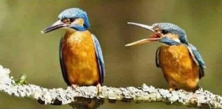 Ob1ConOly's tweet photo. I'm no bird expert but I'm pretty sure the one on the right is the wife!!!!  #goingoutonalimb @OverheardDublin https://t.co/ch8ZY63XBN