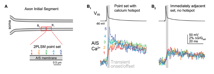 Hotspots! Wacky. They seem to be chock-full of CaV3s and seem to drive RyRs.