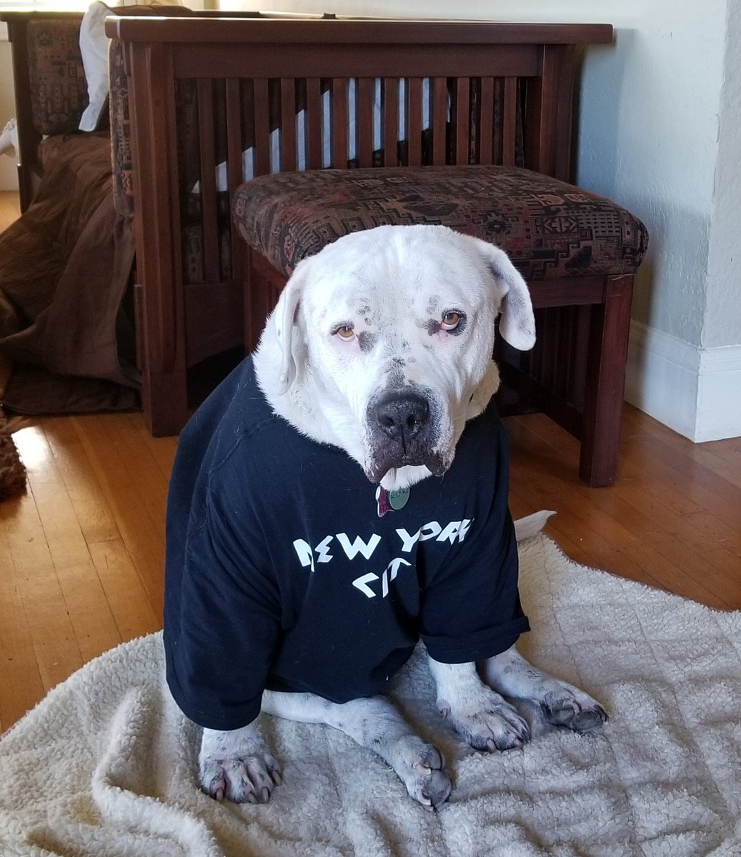 anne_griffith's tweet photo. @CarolynEdmunds2 @Zipper This is my Paisley Mae. She's 10ish and she also has hermangiosarcoma. Everyday with her is a celebration. https://t.co/jJMNkkYP1p