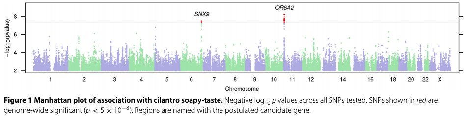 6/Aldehydes contribute to cilantro's unique taste. In a genome-wide association study, those who taste and smell soap w/ cilantro had a specific polymorphism of the OR6A2 olfactory receptor.OR6A2 is an aldehyde receptor that binds trans-2-decenal. https://flavourjournal.biomedcentral.com/articles/10.1186/2044-7248-1-22