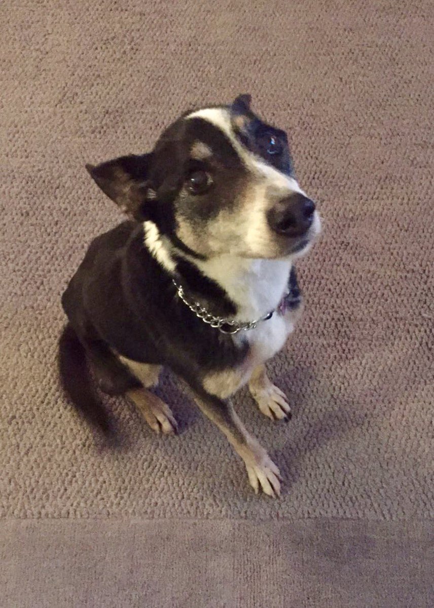 Lady. Stray doggy. Dead timid and nervous. She was only with us a few weeks. Went to a loving home and got taken care of.