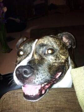 Fostering dogs. A thread. We loved Mosty our dog. He loved us as much as he hated other dogs. So we couldn’t ever have got another one. So we decided to help doggies get homes. If you have the room and the time please think about it.