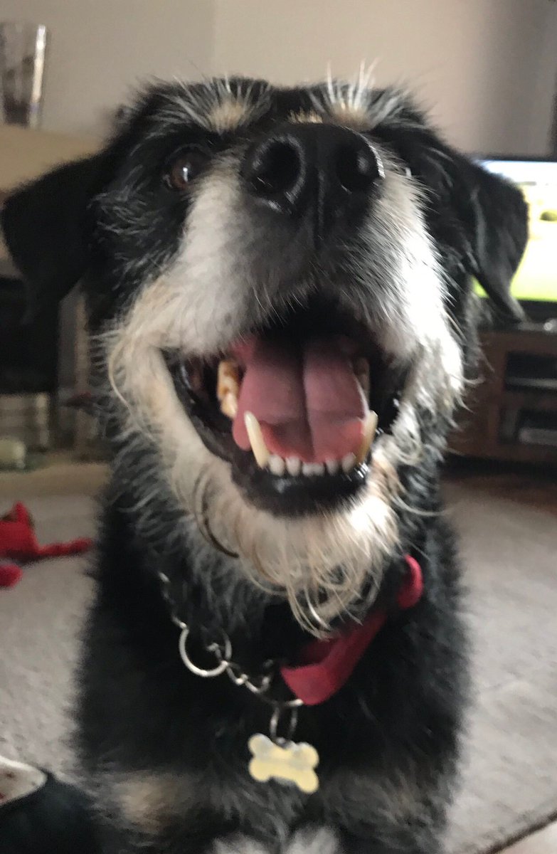 Teddo. Abandoned aged 8. Not one person wanted him so after 8 months we decided he should stay. Absolute legend and one of the most charismatic dogs you could ever meet. He went over the bridge in July and he’s sorely missed.