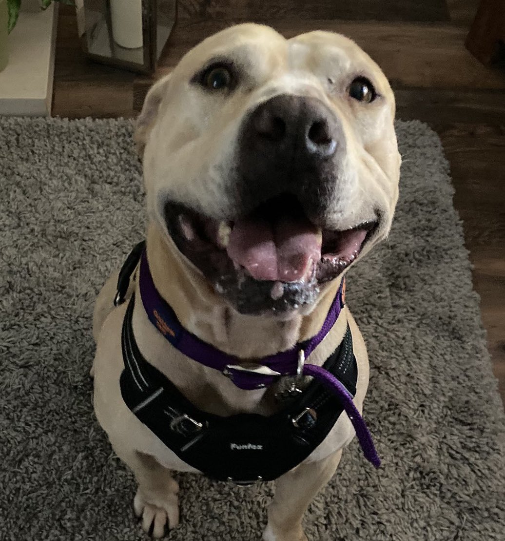 Zion hasn’t had an easy life but he’s safe and sound now. Teaching him what it’s like to be a dog. He treats every walk, every toy, every cuddle like it’s the best Christmas present he could ever ask for.