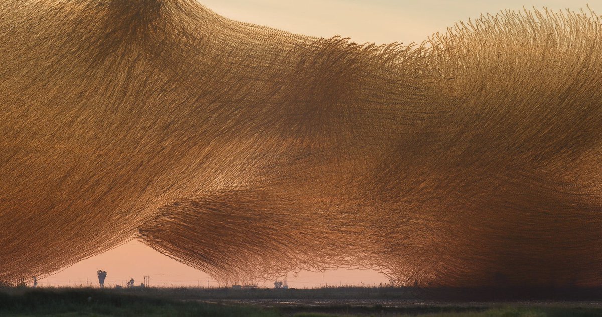 WIRED's tweet photo. At sunset in winter in Spain, thousands of starlings gather in enormous flocks, named murmurations for the fluttering thunder of their wings. Photographer Xavi Bou condenses several seconds of movement into a single frame to capture their flight—and fight: https://t.co/6gbNlPr2zg https://t.co/j52V9tjBzK