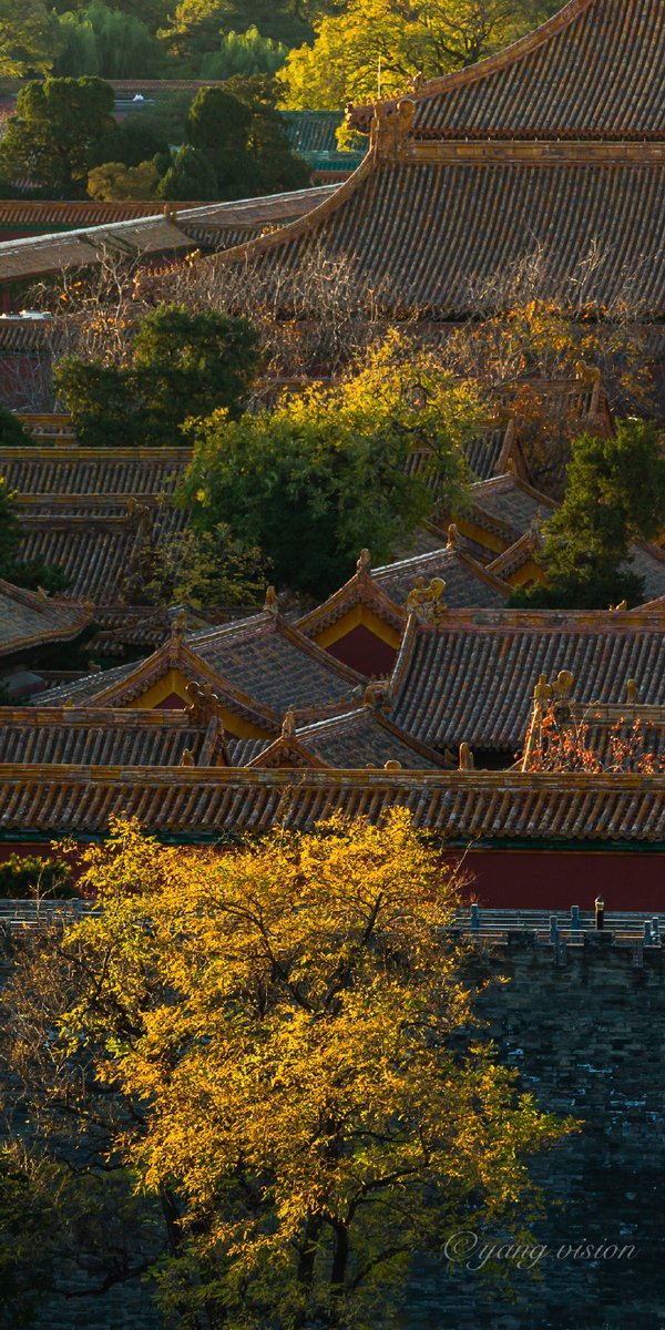 PDChinese's tweet photo. 【2020古建秋色，晨光中的紫禁城】北京#晨光初綻，金頂一瞬間披上金光，紫禁城慢慢甦醒了過來！ #故宮# https://t.co/4Y61rynfc6