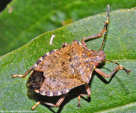 8/Recall from tweet #3 that Olivier de Serres said cilantro "smells like stinkbugs".He actually wasn't wrong. Stinkbugs, aka the insect Halyomorpha halys, release aldehydes to repel predators by scent.Which aldehyde do they release? Trans-2-decenal. https://pubmed.ncbi.nlm.nih.gov/27656692/ 