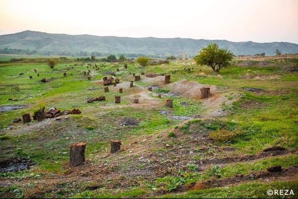 hajiyevagulnar1's tweet photo. These trees were cut down by Armenians in Gubadli ... #ArmenianVandalism has no limit‼
#Gubadli 
#ecoterrorism #BurningHome #cuttingtree https://t.co/2a810Rt2gH